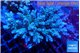 Acropora tenuis green purple 7-11 cm WYSIWYG acclimaté