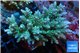 Acropora tenuis green purple 7-11 cm WYSIWYG acclimaté