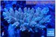 Acropora golden pink 7-11 cm WYSIWYG acclimaté
