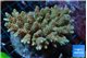 Acropora golden pink 7-11 cm WYSIWYG acclimaté
