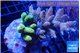 Acropora garden mix color 7-10 cm WYSIWYG acclimaté