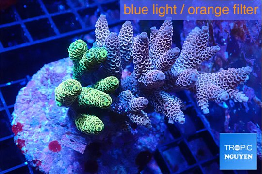 Acropora garden mix color 7-10 cm WYSIWYG acclimaté
