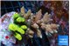 Acropora garden mix color 7-10 cm WYSIWYG acclimaté