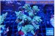 Acropora green purple 7-11 cm WYSIWYG acclimaté