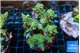 Acropora green purple 7-11 cm WYSIWYG acclimaté