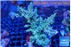 Acropora green purple 7-11 cm WYSIWYG acclimaté
