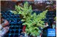Acropora green purple 7-11 cm WYSIWYG acclimaté
