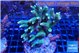 Acropora green 8-11 cm WYSIWYG acclimaté