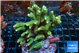 Acropora green 8-11 cm WYSIWYG acclimaté