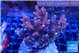 Acropora pink 8-11 cm WYSIWYG acclimaté