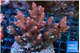 Acropora pink 8-11 cm WYSIWYG acclimaté