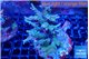 Acropora green purple 7-11 cm WYSIWYG acclimaté