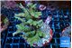 Acropora green purple 7-11 cm WYSIWYG acclimaté