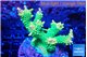 Acropora sunset green 7-10 cm WYSIWYG acclimaté