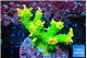 Acropora sunset green 7-10 cm WYSIWYG acclimaté