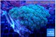 Pocillopora damicornis green & pink tip 7-10 cm WYSIWYG acclimaté