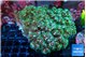 Pocillopora damicornis green & pink tip 7-10 cm WYSIWYG acclimaté