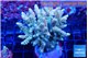 Acropora golden 7-9 cm WYSIWYG acclimaté