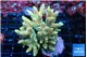 Acropora golden 7-9 cm WYSIWYG acclimaté