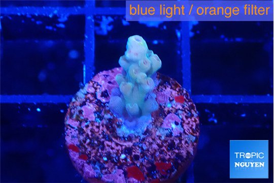 Acropora green 1 cm WYSIWYG acclimaté
