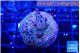 Acropora purple green 3-4 cm WYSIWYG acclimaté