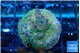 Acropora purple green 3-4 cm WYSIWYG acclimaté