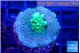 Acropora purple green 3 cm WYSIWYG acclimaté