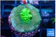 Acropora purple green 3 cm WYSIWYG acclimaté