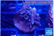 Acropora carduus green polyps deep water 2 cm WYSIWYG acclimaté