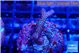 Seritopora pink purple Fijii 2-3 cm WYSIWYG acclimaté