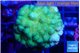Pocillopora verrucosa toxic green 3-5 cm WYSIWYG acclimaté