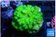 Pocillopora verrucosa toxic green 3-5 cm WYSIWYG acclimaté