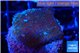 Montipora green purple polyps 2-3 cm WYSIWYG acclimaté