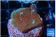 Montipora green purple polyps 2-3 cm WYSIWYG acclimaté