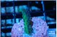 Acropora green 2 cm WYSIWYG acclimaté
