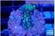 Montipora incredible hulk 1-2 cm WYSIWYG acclimaté