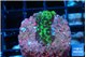 Montipora incredible hulk 1-2 cm WYSIWYG acclimaté