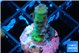 Pocillopora verrucosa toxic green 4-5 cm WYSIWYG acclimaté