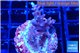 Acropora carduus green polyps deep water 2-3 cm WYSIWYG acclimaté