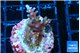 Acropora carduus green polyps deep water 2-3 cm WYSIWYG acclimaté