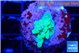 Acropora green 2-3 cm WYSIWYG acclimaté
