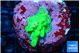 Acropora green 2-3 cm WYSIWYG acclimaté