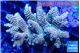 Acropora mango 5-7 cm WYSIWYG acclimaté