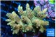 Acropora mango 5-7 cm WYSIWYG acclimaté