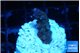 Acropora purple premium 2 cm WYSIWYG acclimaté