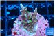 Acropora carduus green polyps deep water 2-3 cm WYSIWYG acclimaté