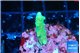 Acropora green 1-2 cm WYSIWYG acclimaté