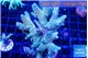 Acropora mango 6-8 cm WYSIWYG acclimaté