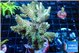 Acropora mango 6-8 cm WYSIWYG acclimaté