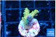Acropora green 2-3 cm WYSIWYG acclimaté